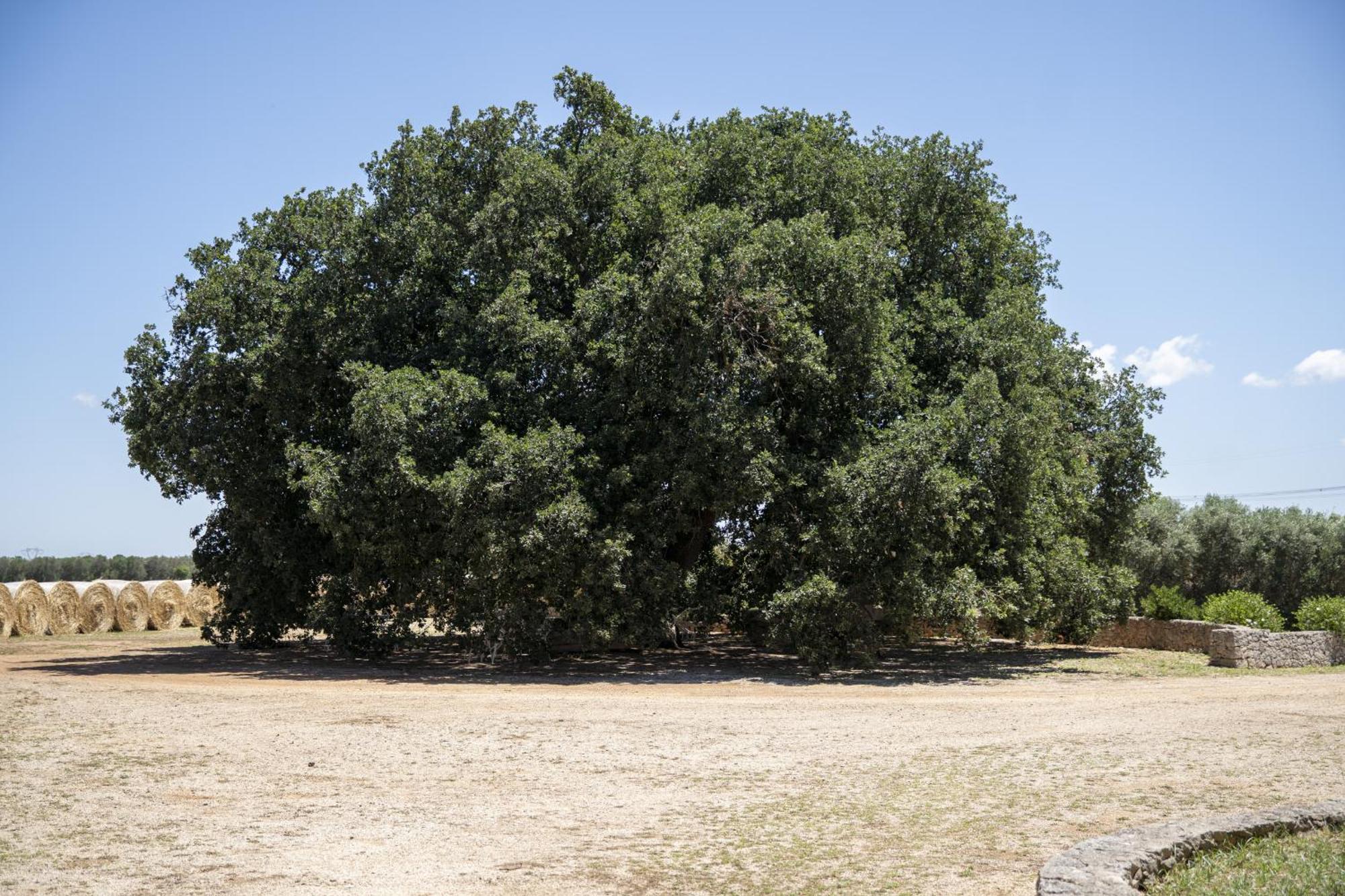 Masseria Palmo Francavilla Fontana Exteriér fotografie